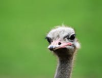 a picture of an ostrich