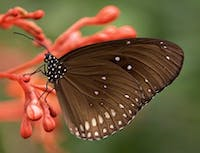 A picture of a butterfly