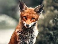 a picture of a fox