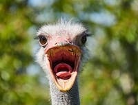 a picture of an ostrich