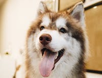 a picture of a husky