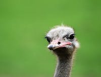 A picture of a ostrich