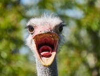 a picture of a ostrich