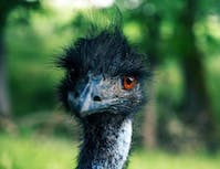 a picture of a ostrich