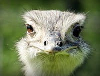 a picture of a ostrich