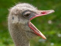 a picture of a ostrich