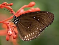 a picture of a butterfly