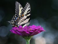 a picture of a butterfly