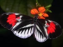 a picture of a butterfly