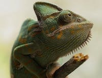 A picture of a chameleon