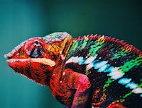 a picture of a chameleon