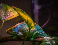 a picture of a chameleon