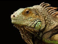 a picture of a chameleon