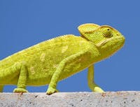 a picture of a chameleon