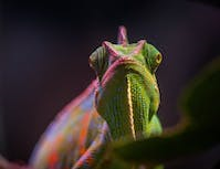 a picture of a chameleon