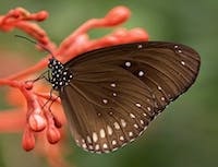 A picture of a butterfly