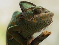 a picture of a chameleon