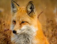 a picture of a fox