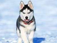 a picture of a husky