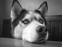 a picture of a husky