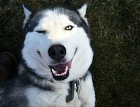 a picture of a husky