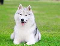 a picture of a husky