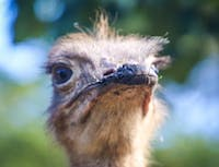 a picture of a ostrich